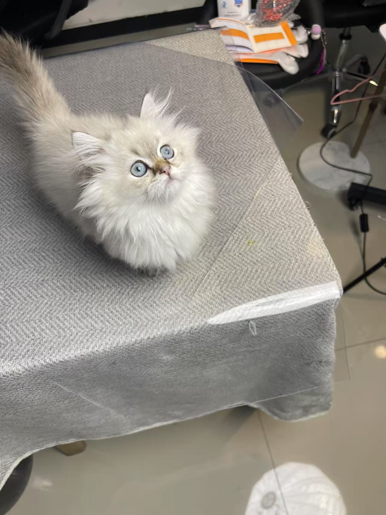 米努特拿破仑弟弟